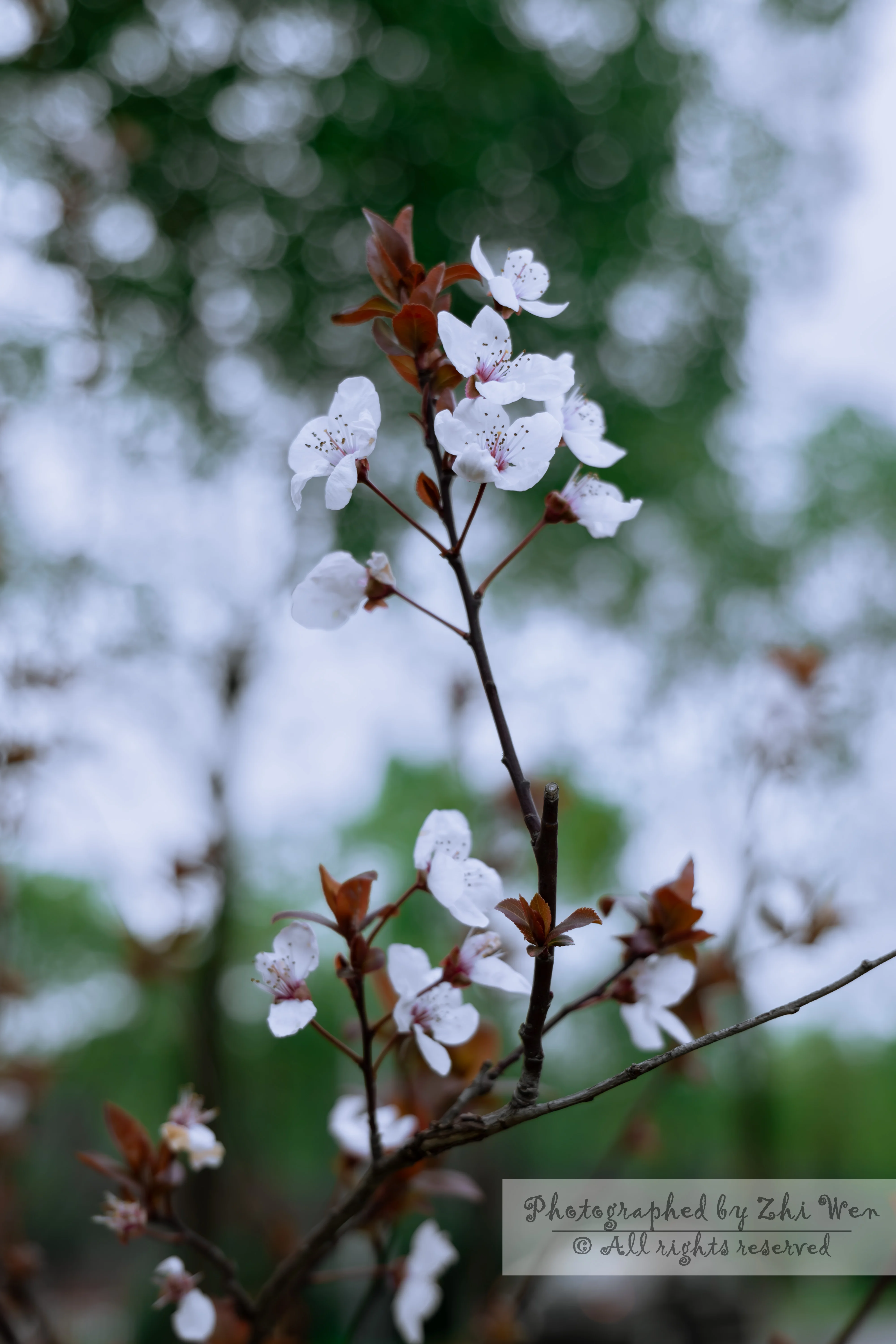 《鲜花插在巨大的地面花瓶上》
