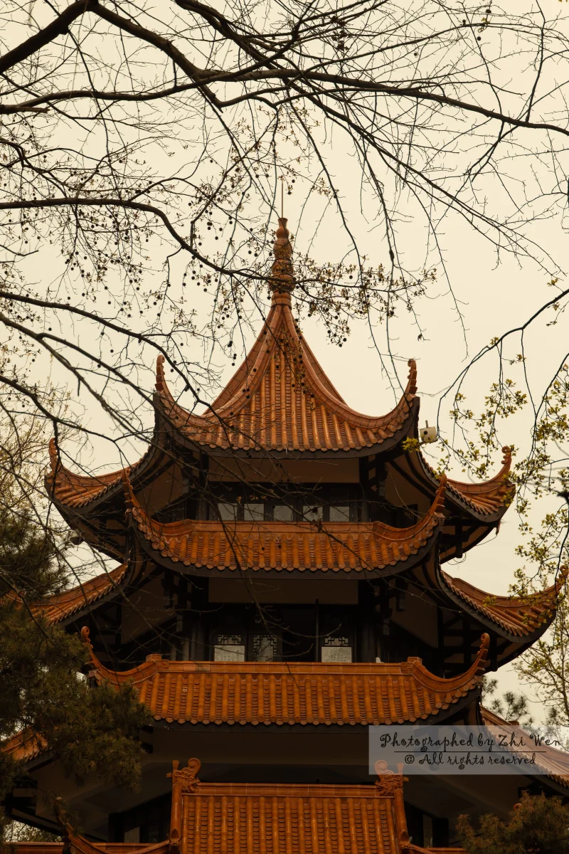 《塔顶与枯木》