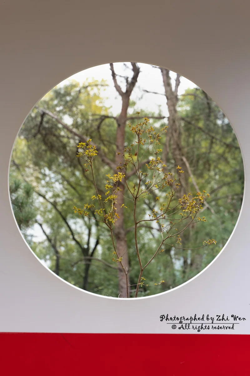 《药丸》