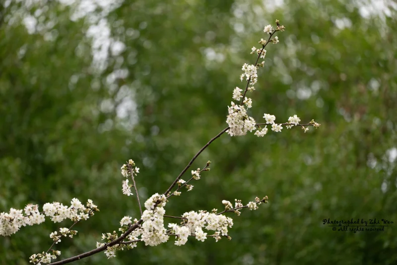 《树枝伸出手向你问好》