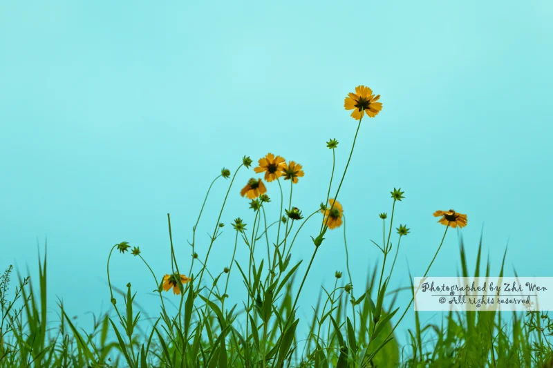 《摇曳的花》