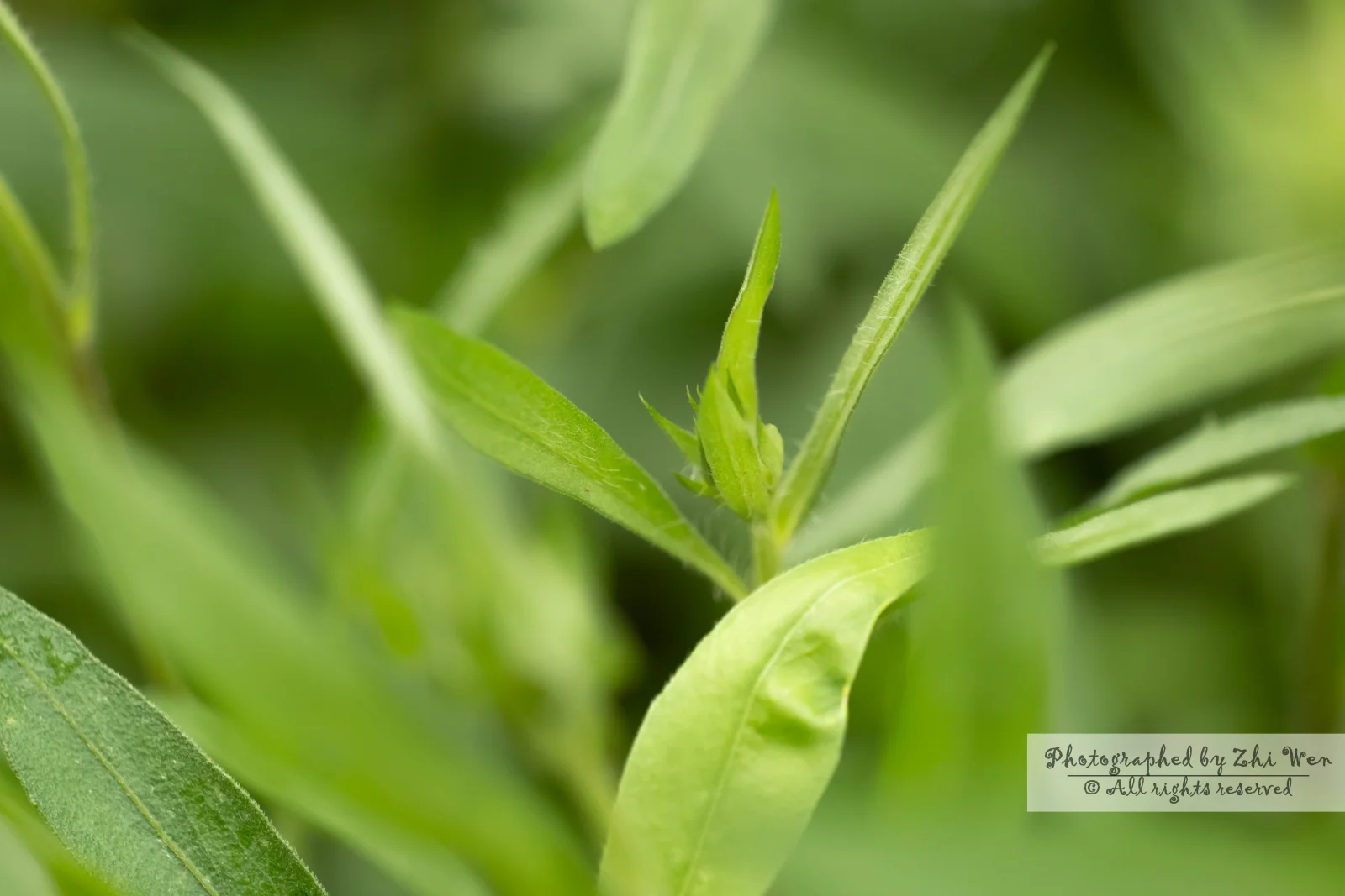 《隐藏在群草中的那株》