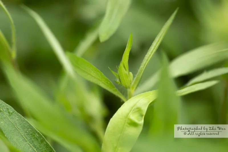 《隐藏在群草中的那株》