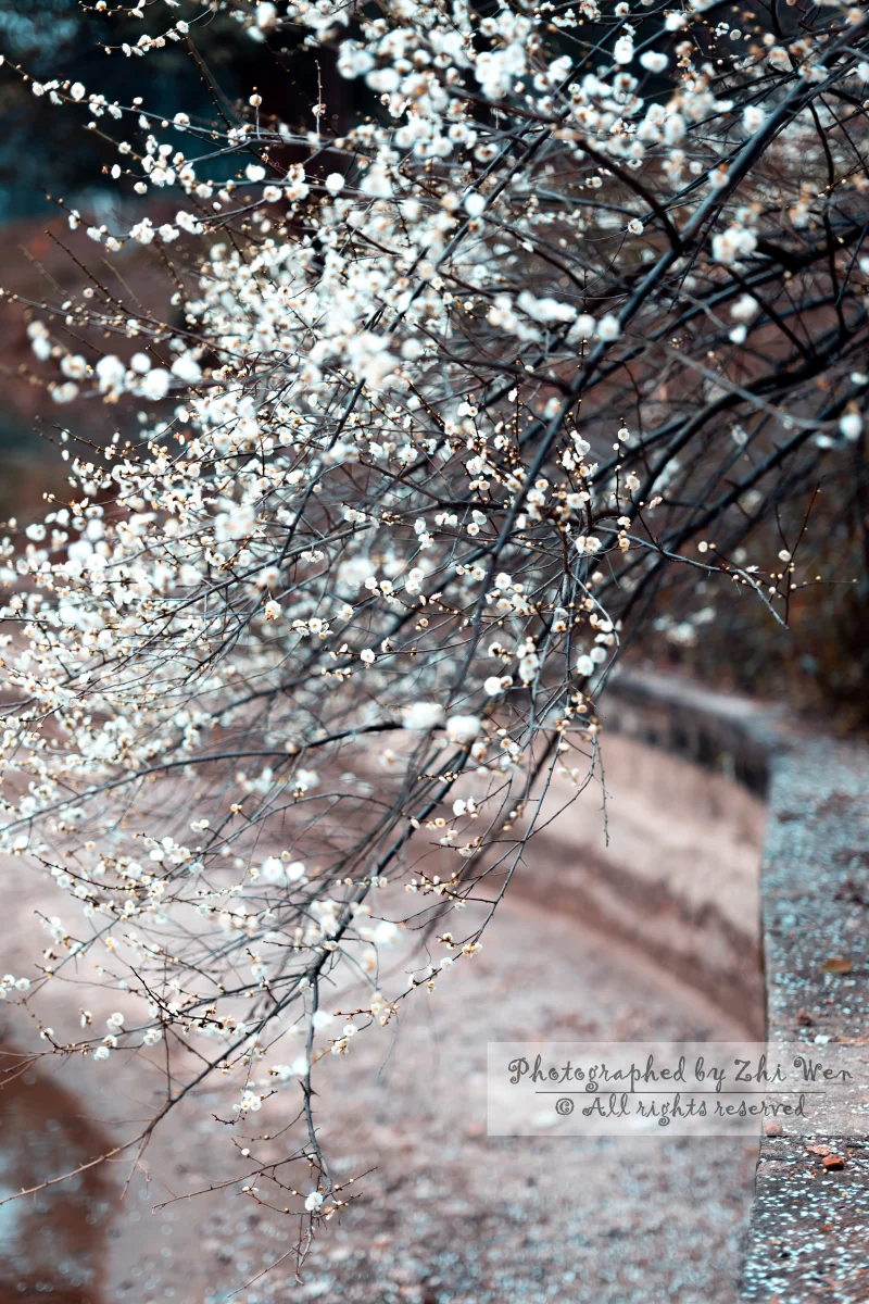 《雪花落叶》